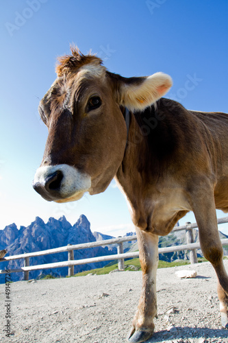 Photo: The cow on a pasture in Dolomiti mountain The cow on a pasture in Dolomiti mountain