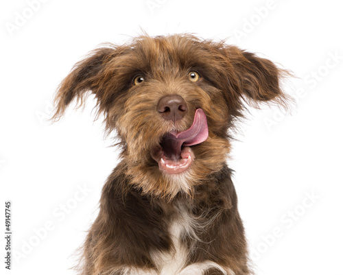 Photo: Close-up of a Crossbreed, 5 months old, licking lips Close-up of a Crossbreed, 5 months old, licking lips