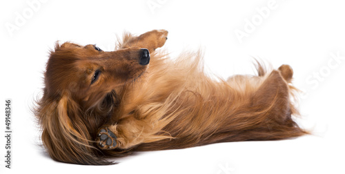 Photo: Dachshund, 4 years old, lying on its back Dachshund, 4 years old, lying on its back