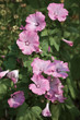 Convolvulus arvensis