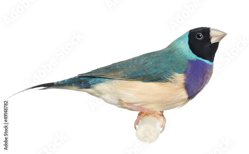 Photo: Close-up of a Gouldian Finch, Erythrura gouldiae Close-up of a Gouldian Finch, Erythrura gouldiae