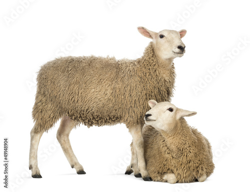 Photo: Sheep lying in front of another standing Sheep lying in front of another standing