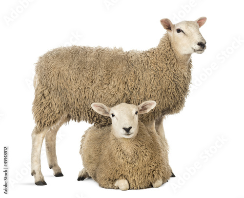 Photo: Sheep standing over another lying Sheep standing over another lying
