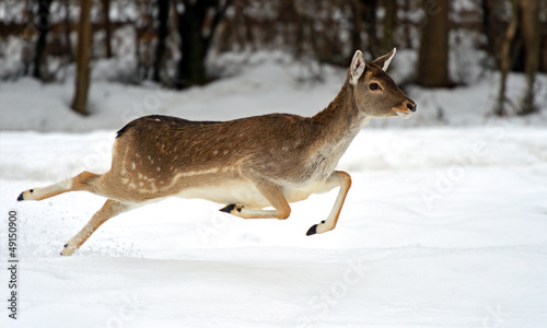 Photo: Deer in winter Deer in winter