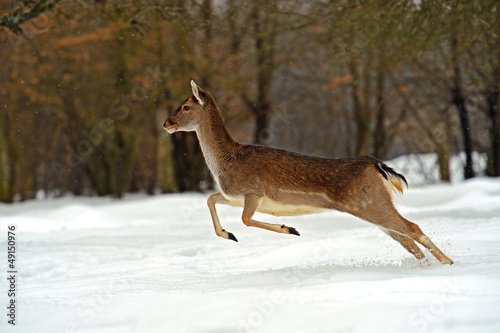 Photo: Deer in winter Deer in winter