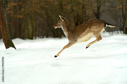 Photo: Deer in winter Deer in winter