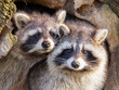 Adult raccoon at his nest