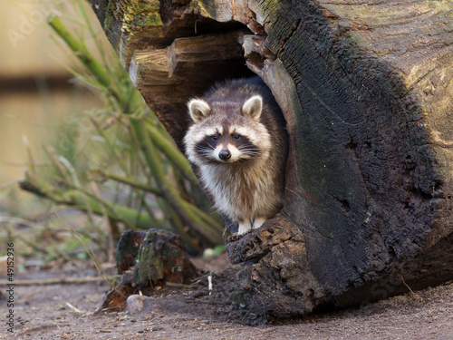 Photo: Adult raccoon at his nest Adult raccoon at his nest