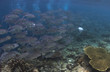 School of Big Eyed Jack swimming over a reef