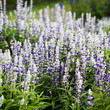 Foto: Mealy Sage Mealy Sage