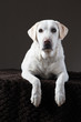 white labrador sitting looking at camera