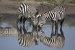Two zebras drinking in mirror