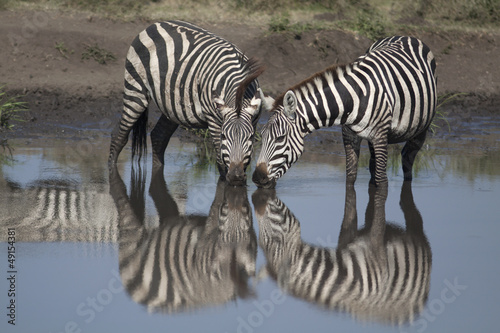Photo: Two zebras drinking in mirror Two zebras drinking in mirror