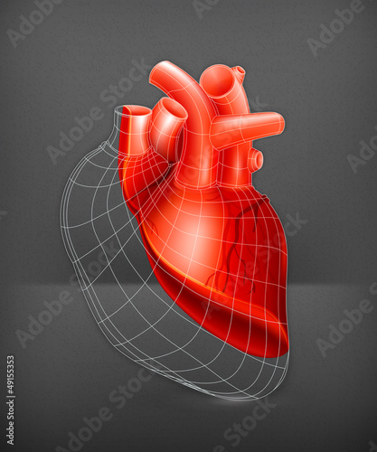 Vector: Heart structure Heart structure