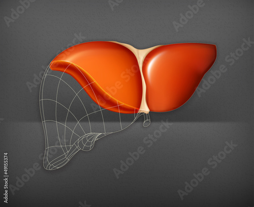 Vector: Liver structure Liver structure