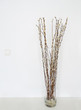 Pussy willows vase