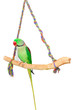 A large green parrot
