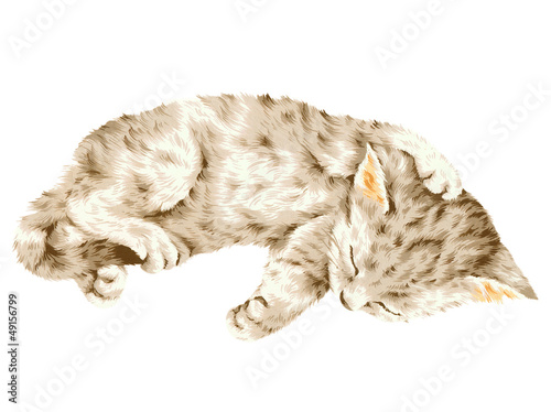 Illustration: 可愛い子猫 可愛い子猫