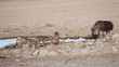 Brown hyena and black-backed Jackals drinking water, Kalahari