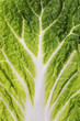 lettuce leaf
