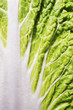 lettuce leaf