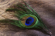 feather peacock
