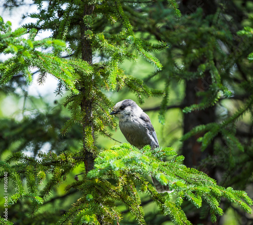 Photo: Bird Bird