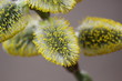 Pussy willow have blossomed