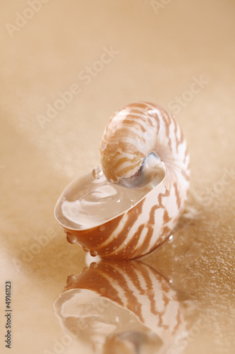 Photo: Nautilus shell full of water in sea sand Nautilus shell full of water in sea sand