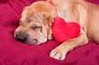 Valentine dog