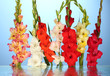 Beautiful Colorful Gladiolus O...