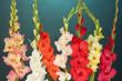 Beautiful Colorful Gladiolus O...