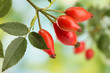 ripe hip roses on branch with leaves, on green background