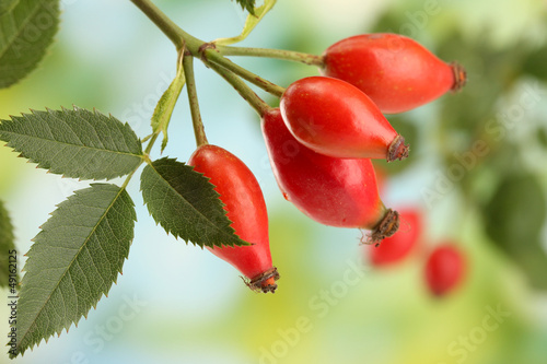 Photo: ripe hip roses on branch with leaves, on green background ripe hip roses on branch with leaves, on green background