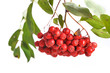 Bunch of red rowan