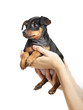 Foto: Miniature Pinscher Miniature Pinscher