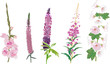 Five Pink Flowers Collection I...