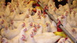 Chicken Farm, poultry production