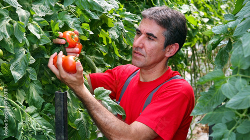 Photo: Commercial Production of Fresh Market Tomatoes Commercial Production of Fresh Market Tomatoes