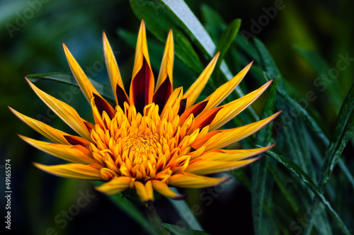 Photo: Apache Gazania - Decorative flower Apache Gazania - Decorative flower
