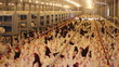 Chicken Farm, poultry production