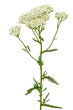 Achillea millefolium flower