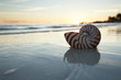 nautilus shell in the sea , sunrise, dark light