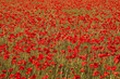 French poppy field