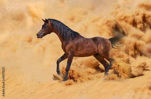 Photo: Arabian horse running out of the Desert Storm Arabian horse running out of the Desert Storm