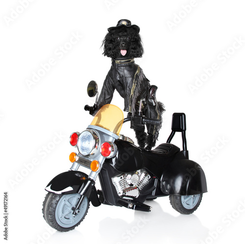 Photo: Dog riding on a motorcycle Dog riding on a motorcycle
