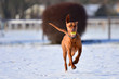 Running Magyar vizsla with a ball in its mouth