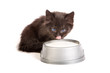 Foto: Black kitten drinks milk, on a white background Black kitten drinks milk, on a white background