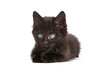 Foto: Cute black kitten on a white background Cute black kitten on a white background