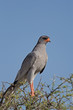 Close-up of Southern Pale Chanting Goshawk; Melierax canorus
